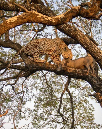 20Courtney Dalziel Max Warthog Kill 1 20Courtney Dalziel Max Warthog Kill 1