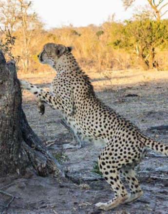 33Dylan Leo Smith Cheetah Jumping Into Tree 33Dylan Leo Smith Cheetah Jumping Into Tree