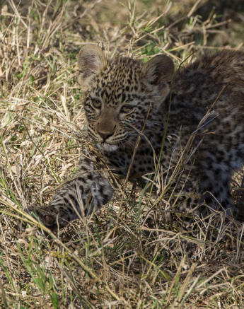 Nottins Cub 5 Nottins Cub 5