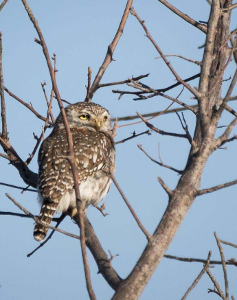 13Sheldon Hooper Pearl Spotted Owlet 13Sheldon Hooper Pearl Spotted Owlet