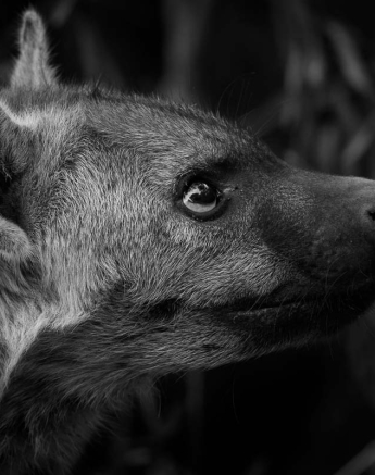 05Mike Palmer Hyena 060616 05Mike Palmer Hyena 060616