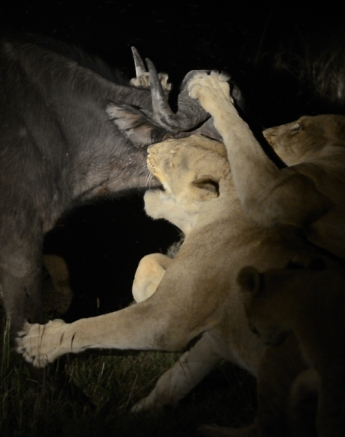 Southern Pride Kill Buffalo 2 Southern Pride Kill Buffalo 2