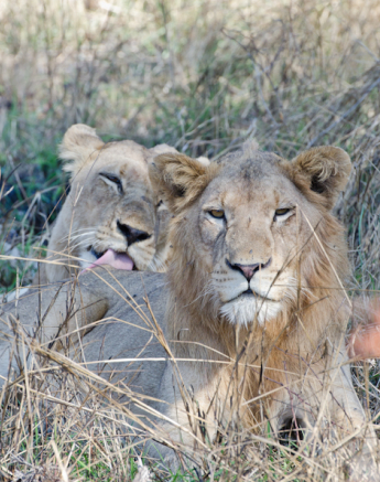 Skukuza Pride 7 Skukuza Pride 7