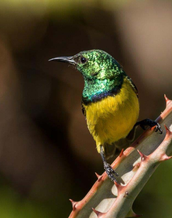 14Sheldon Hooper Sunbird 3 14Sheldon Hooper Sunbird 3