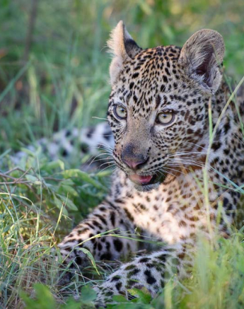 Mike Palmer Nottins Cub 1 Mike Palmer Nottins Cub 1