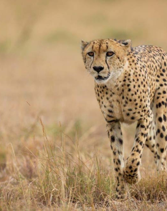 08Blog Cheetah Male 2 08Blog Cheetah Male 2