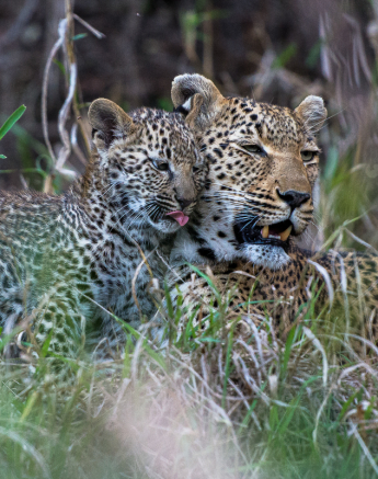 Warthog Wallow And Cub 8 Warthog Wallow And Cub 8