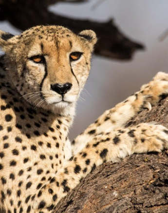 18Franscois Rosslee Cheetah1 1 Of 1 240817 Final 18Franscois Rosslee Cheetah1 1 Of 1 240817 Final