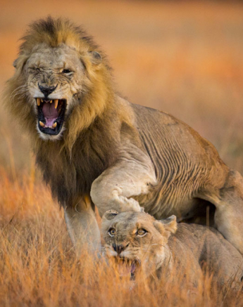 Lions 7 Lions 7