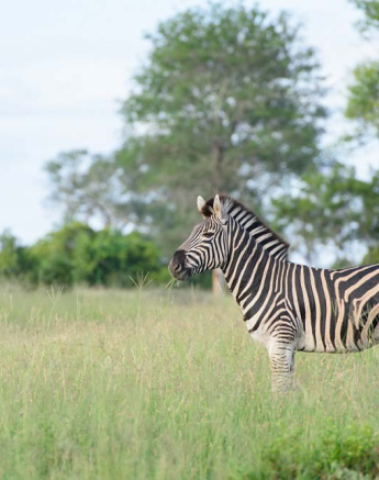 Mike Palmer Zebra Mike Palmer Zebra
