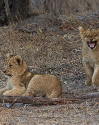 03Franscois Rosslee Charlstoncub1 1 Of 1 03Franscois Rosslee Charlstoncub1 1 Of 1