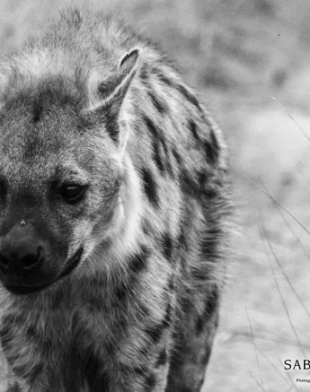 27Kevan Dobbie Hyena 2708 Final 27Kevan Dobbie Hyena 2708 Final