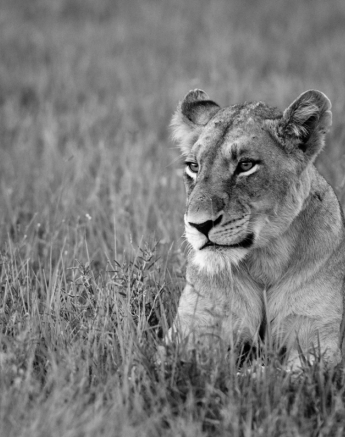 Sabi Sabi Jan 12 Sabi Sabi Jan 12