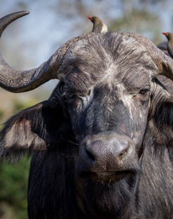 Buff Mafazi Buff Mafazi