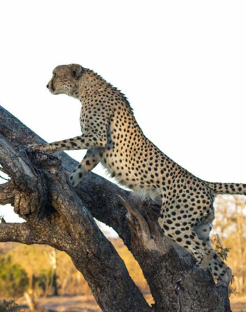 34Dylan Leo Smith Cheetah In Tree 34Dylan Leo Smith Cheetah In Tree