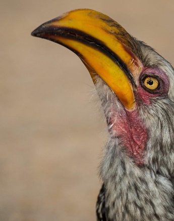 29Terry Ennever Hornbill 29Terry Ennever Hornbill