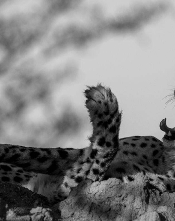 01Kyle Cheetah Posing 01Kyle Cheetah Posing