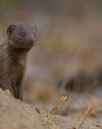 30Terry Ennever Mongoose 30Terry Ennever Mongoose