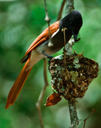 Paradise Flycatcher 2 Paradise Flycatcher 2