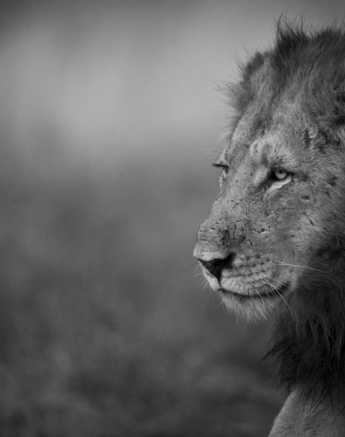 Lions 3 Lions 3