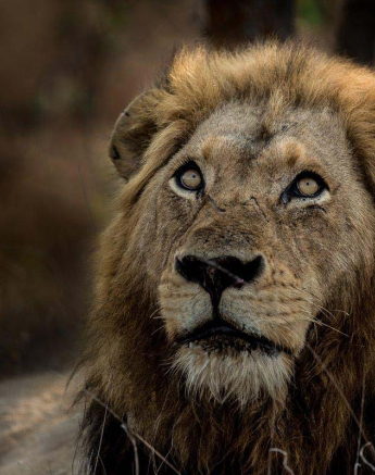 11Pravir Patel Lion02 131015 11Pravir Patel Lion02 131015