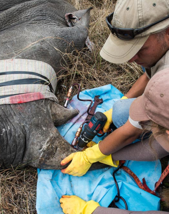 Rhino Horn Treatment 5 Rhino Horn Treatment 5