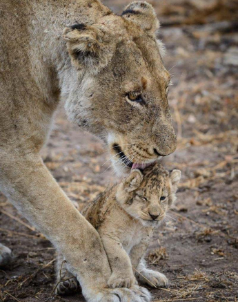 08Mike Palmer Floppy Ear Cubs 260716 8 08Mike Palmer Floppy Ear Cubs 260716 8