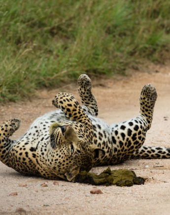 Maxabeni 2 Maxabeni 2