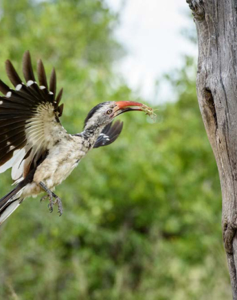 Mike Palmer Red Billed Hornbill 2 Mike Palmer Red Billed Hornbill 2