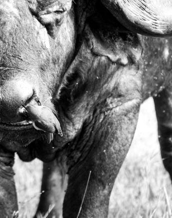 BW Buffalo 2 BW Buffalo 2