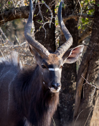 Nyala Nyala