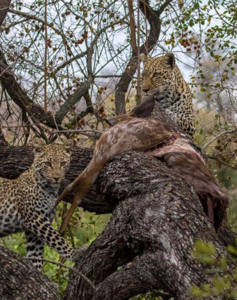 28Kyle LBC And Cub BushW 6 28Kyle LBC And Cub BushW 6