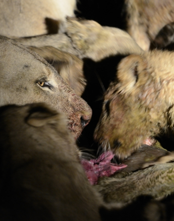 Southern Pride Eating Buffalo 1 Southern Pride Eating Buffalo 1