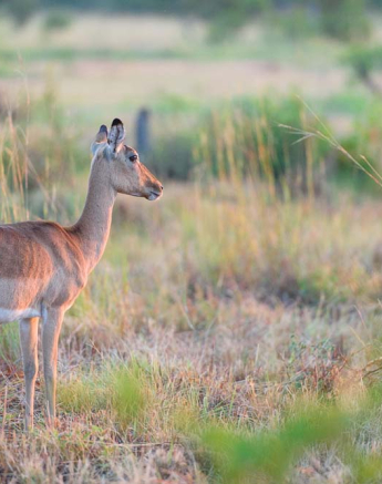 Mike Palmer Impala Morning Mike Palmer Impala Morning