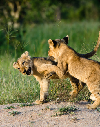Southern Pride 4 Southern Pride 4