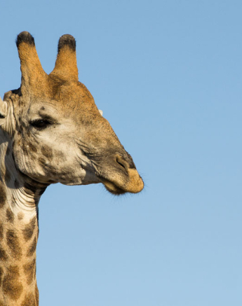 Giraffe Pose Giraffe Pose