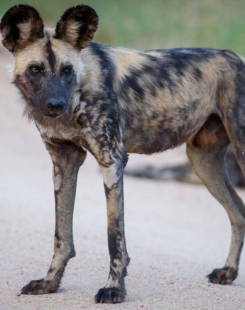 Mike Palmer Wild Dogs Main 2 Mike Palmer Wild Dogs Main 2