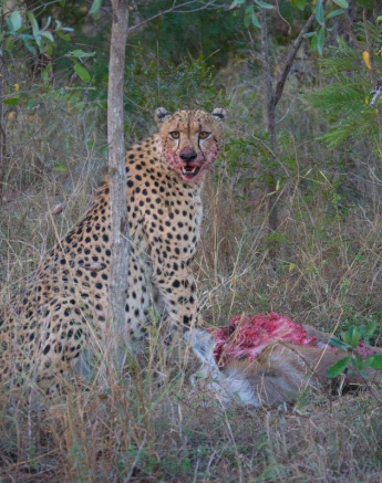 06Courtney Dalziel Cheetah Waterbuck Kill 06Courtney Dalziel Cheetah Waterbuck Kill