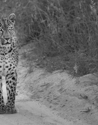 Warthog Wallow 1 Warthog Wallow 1