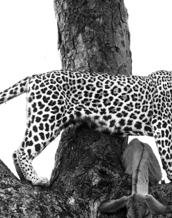 Nottins 01 Nottins 01