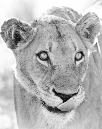 Southern Pride 7 Southern Pride 7
