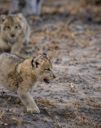 05Mike Palmer Floppy Ear Cubs 260716 5 05Mike Palmer Floppy Ear Cubs 260716 5