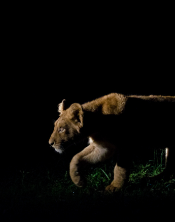 Southern Pride 6 Southern Pride 6