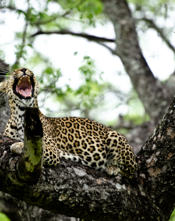 Leopard 21 Leopard 21