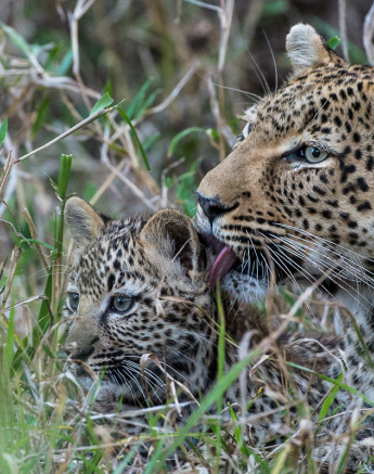 Warthog Wallow And Cub 5 Warthog Wallow And Cub 5