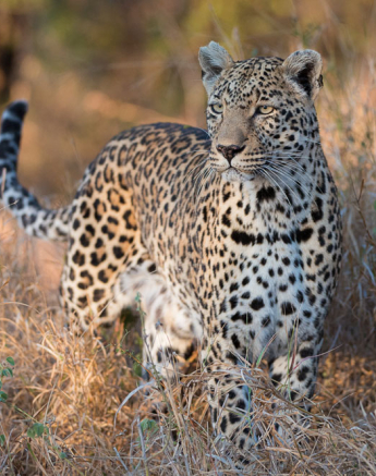 Nottens Pose Nottens Pose