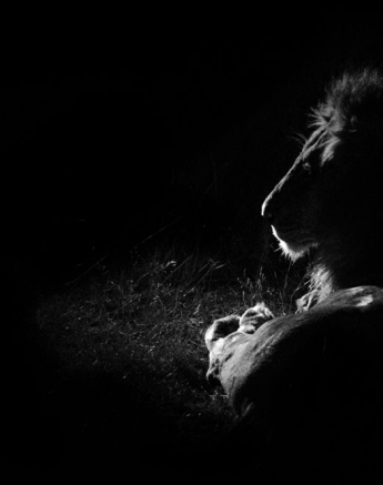 SRM Backlit Steve SRM Backlit Steve