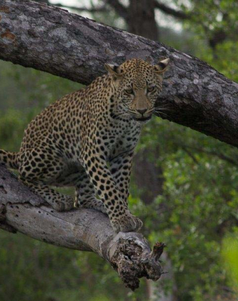23Sheldon Hooper White Dam And Cub Out And About 2 23Sheldon Hooper White Dam And Cub Out And About 2