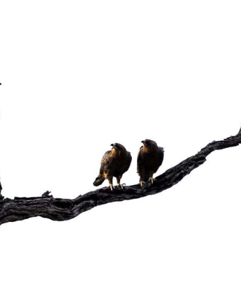 06heldon Hooper Lovebirds 06heldon Hooper Lovebirds