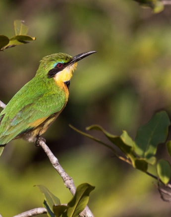 33Franscois Rosslee Beeater 33Franscois Rosslee Beeater